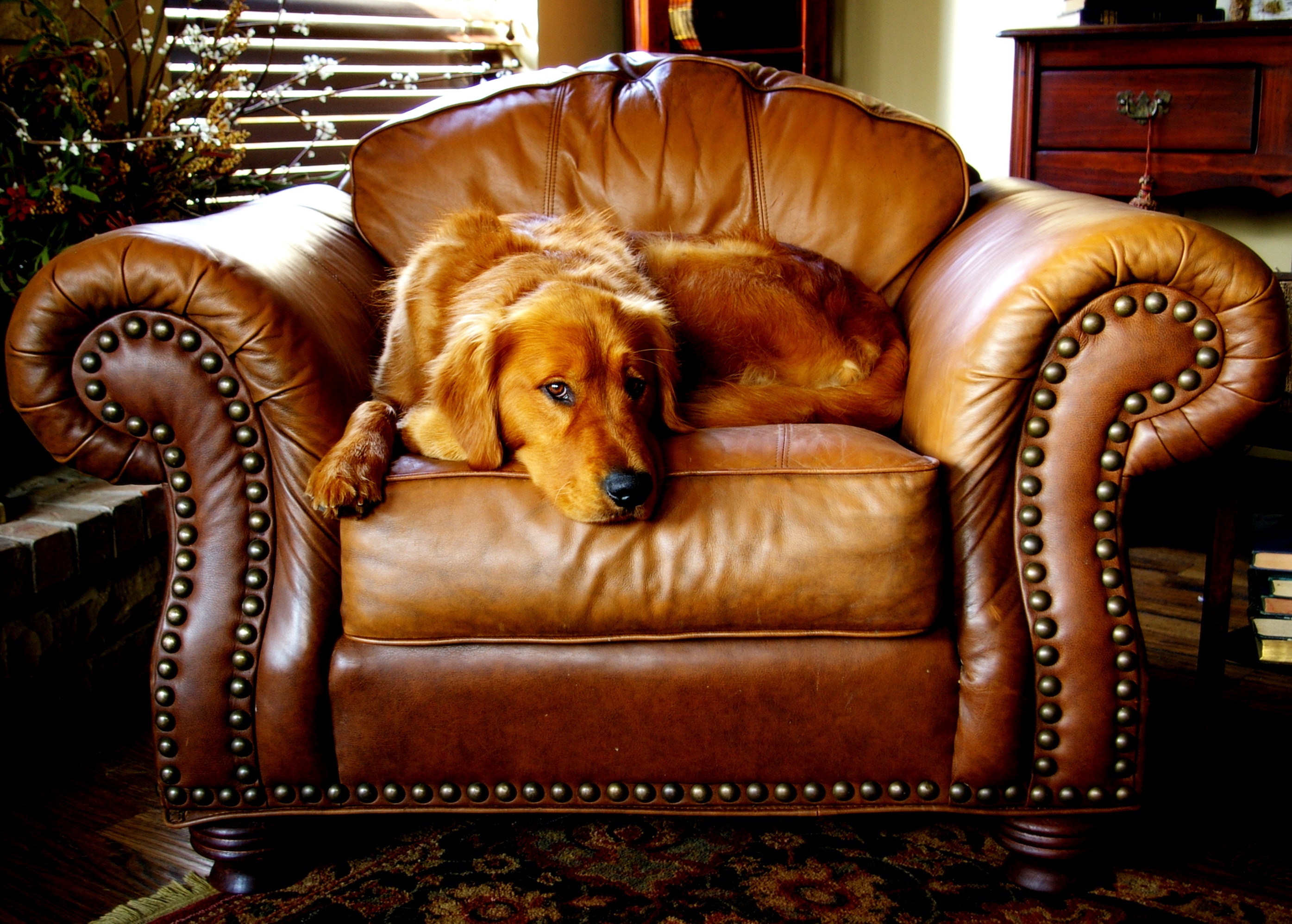 canine-chair-cushion-546228